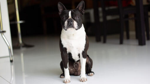 Boston terrier best sale breathing fast